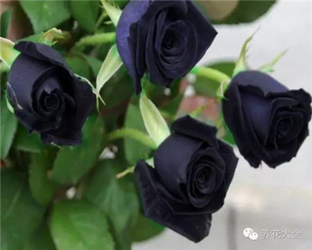 花友的“黑玫瑰” 花友的“黑玫瑰”