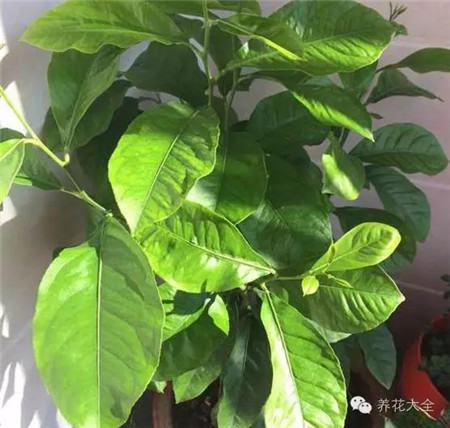 花友买的“牡丹” 花友买的“牡丹”
