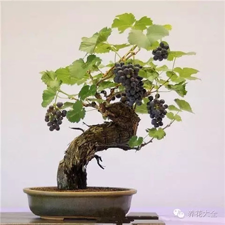 葡萄 葡萄