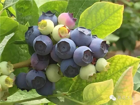 蓝莓 蓝莓