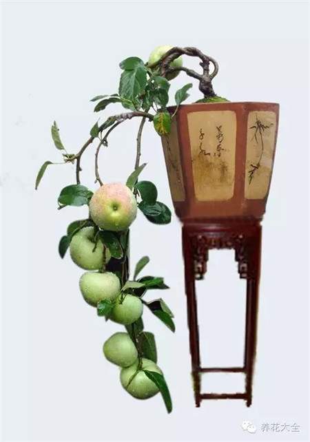 苹果 苹果