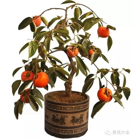 柿子 柿子