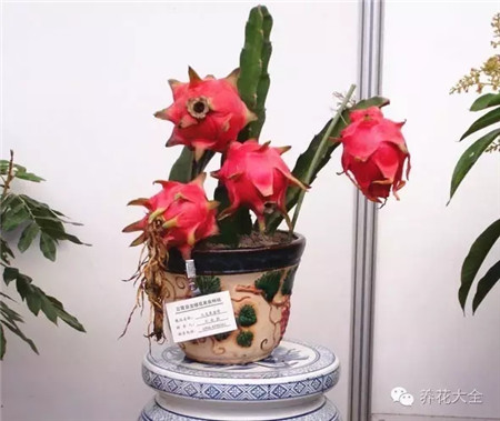 火龙果 火龙果