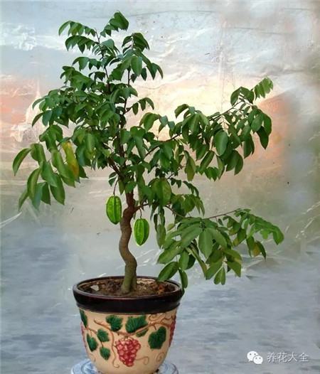 杨桃 杨桃
