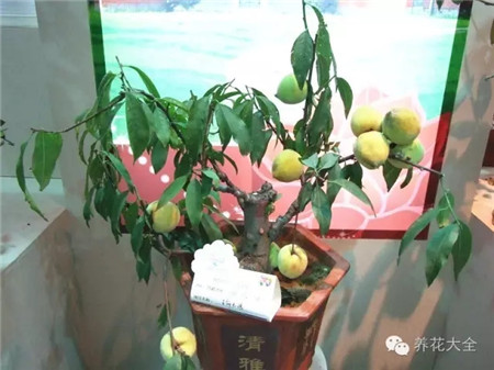 桃树 桃树