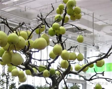 梨 梨