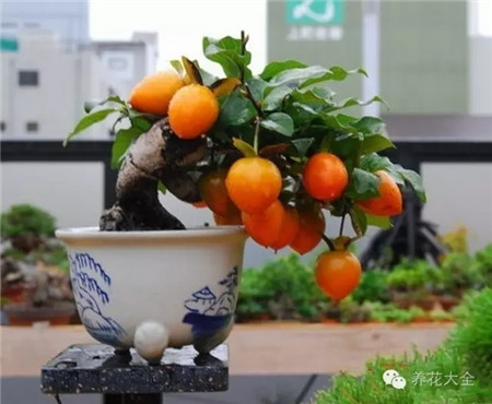 金弹子 金弹子