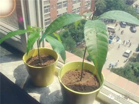 芒果 芒果