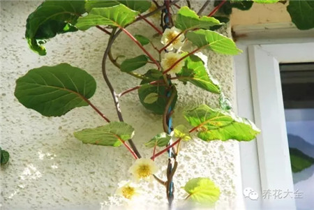 猕猴桃花 猕猴桃花
