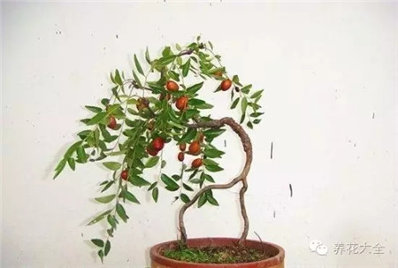 枣树 枣树