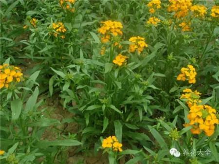 桂竹香 桂竹香