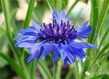 矢车菊 矢车菊