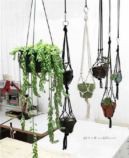 垂下来的多肉 垂下来的多肉