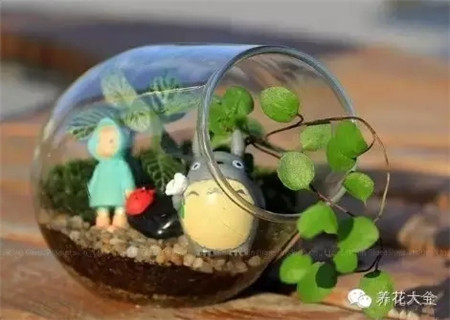 花花草草 花花草草