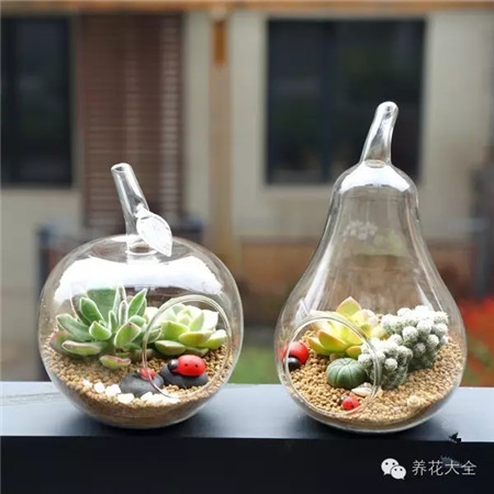 苹果和梨 苹果和梨