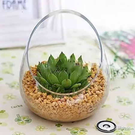 斜口瓶的多肉 斜口瓶的多肉