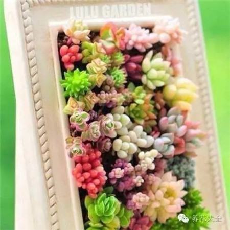 选择习性相近的肉肉 选择习性相近的肉肉