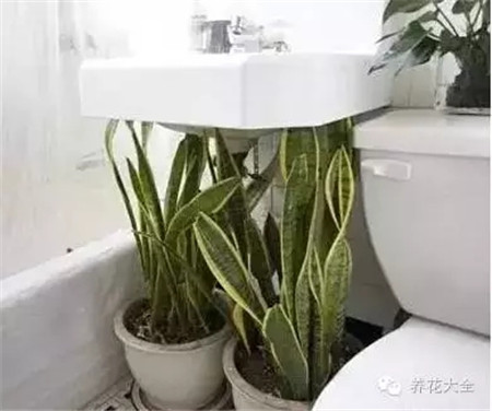 盆栽藏起来 盆栽藏起来