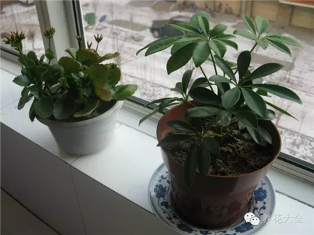 小窗台上的盆栽 小窗台上的盆栽