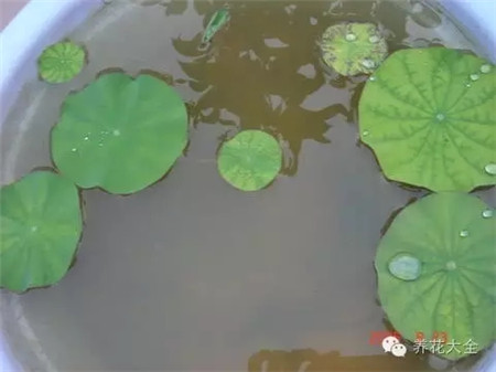 分盆 分盆