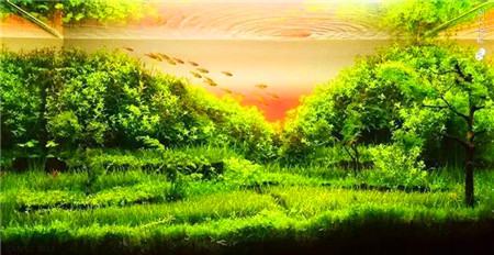水草 水草