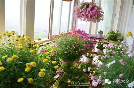 深蓝深紫豆豆的花园 深蓝深紫豆豆的花园