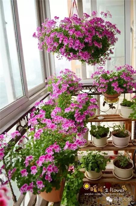 深蓝深紫豆豆的室内花园 深蓝深紫豆豆的室内花园