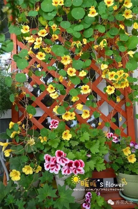 隔断花园 隔断花园