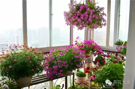 衣架把植物吊起来 衣架把植物吊起来