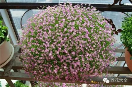 飘窗种草花绚丽多姿 飘窗种草花绚丽多姿