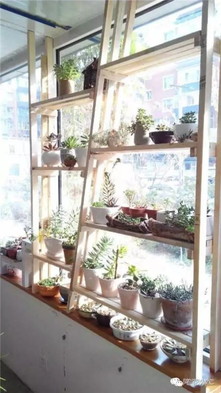 飘窗种多肉萌萌哒 飘窗种多肉萌萌哒