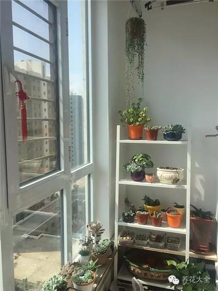 飘窗种多肉萌萌哒 飘窗种多肉萌萌哒