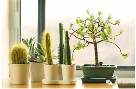 种绿植净化空气 种绿植净化空气