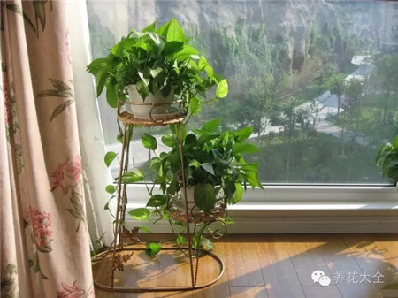 种蔬菜省钱健康 种蔬菜省钱健康