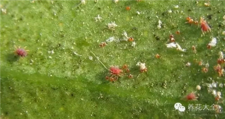 超强花卉害虫识别 防治攻略 害虫类 北庭网