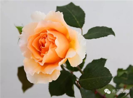 月季花 月季花