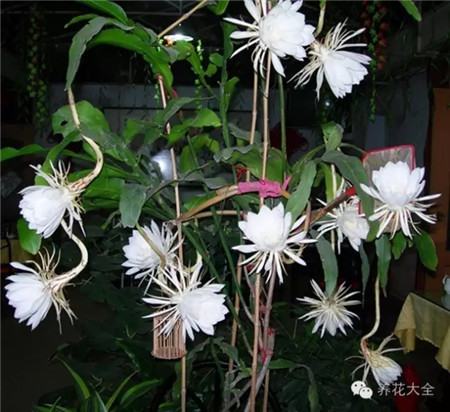 九、昙花叶插 九、昙花叶插