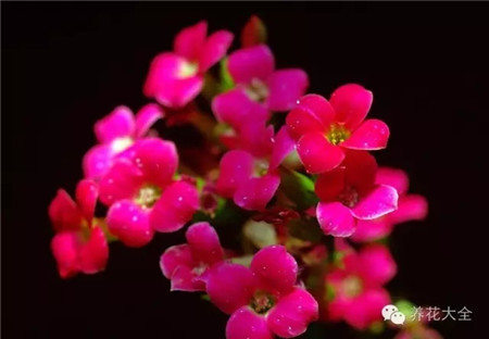 十、长寿花叶插 十、长寿花叶插