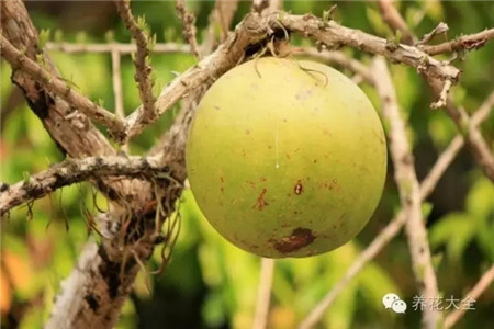 史上最奇葩的7种果实