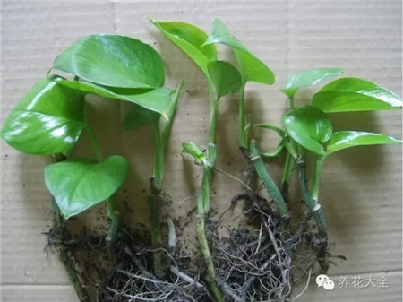 家庭常见花卉扦插大法