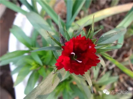 家庭常见花卉扦插大法