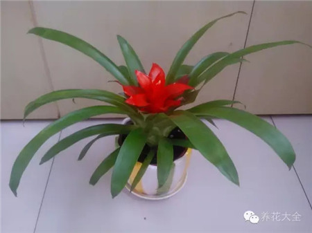 鸿运当头