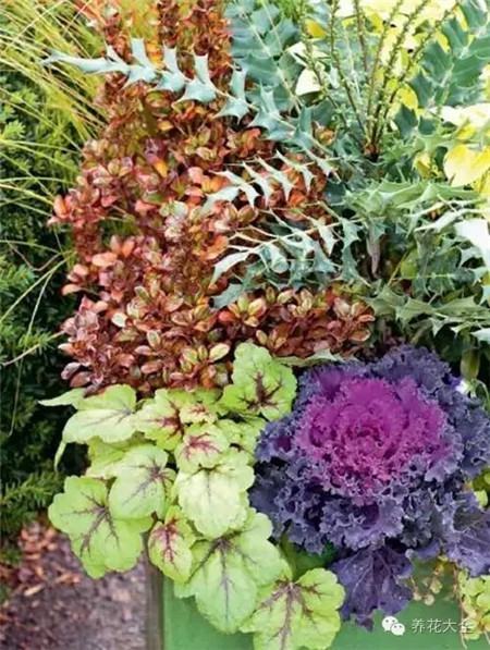 以叶代花 以叶代花