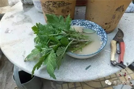 將菊花的枝條從中間截斷