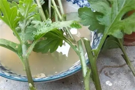 保留一個葉芽