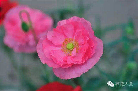 虞美人養殖注意