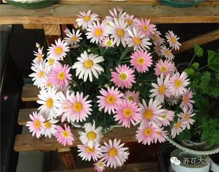瑪格麗特