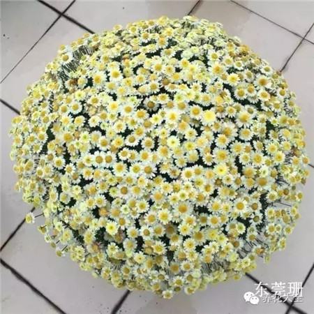 瑪格麗特養護方法