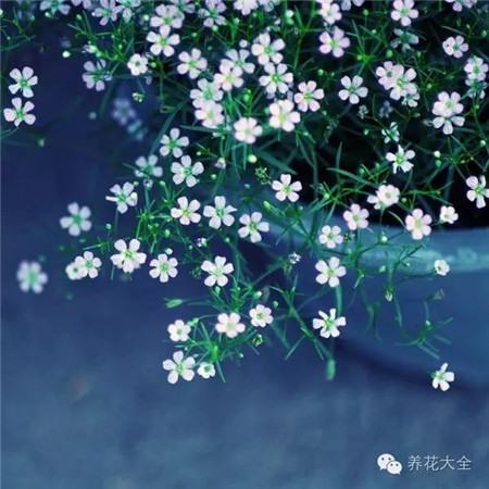 滿天星花朵