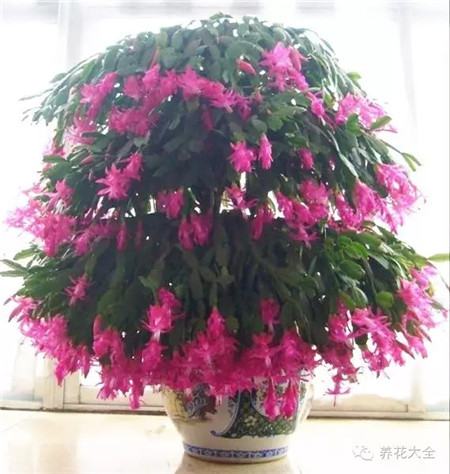 蟹爪蘭開花
